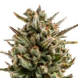 Mango Haze Auto
