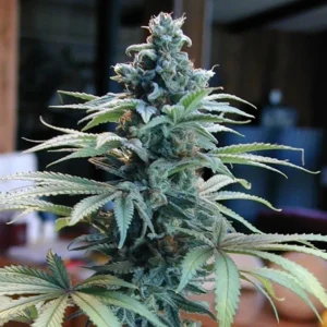 Blue Cheese Seeds