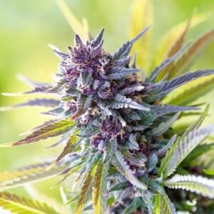 Bubblegum Kush Auto