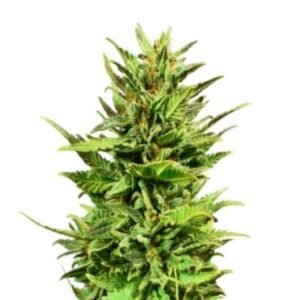 Euforia Seeds