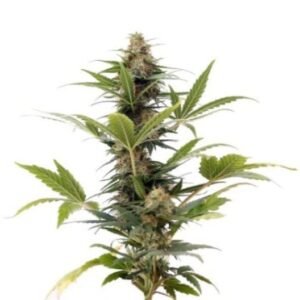Elmer’s Glue Auto