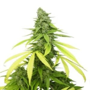 Jack Flash Auto