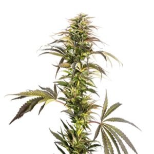 Sexxpot Auto