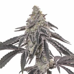 Blue Cinex Auto