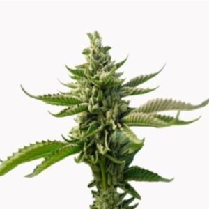 Motorbreath Auto