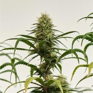Bio Jesus Seeds