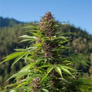 Black Cherry Punch Seeds