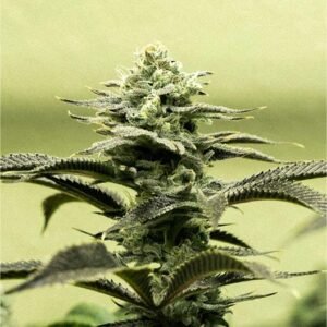 Cap Junky Seeds