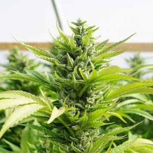 Chicken N Waffles Seeds