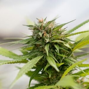 Chocolate Diesel Seeds