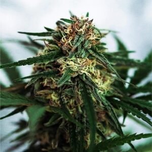 End Game Seeds