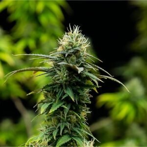 Gelato Sunrise Seeds