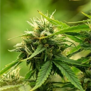 Gorilla Cookies Seeds