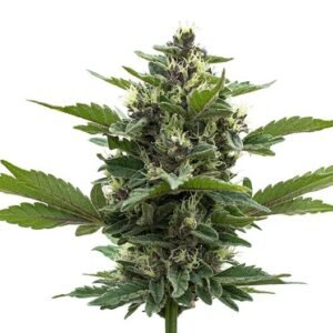 Gorilla Gas Seeds