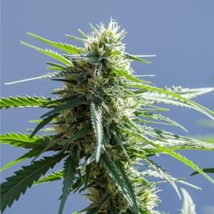Gorilla Glue #4 Seeds