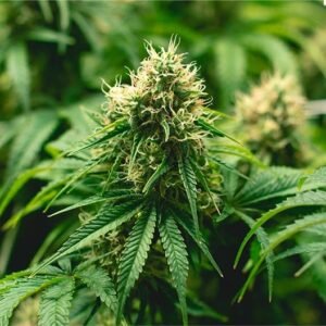 Gorilla Runtz Seeds