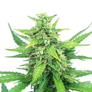 Grape Canyon Zkittlez Seeds