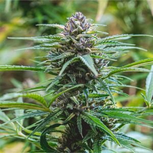 Jack Herer Seeds