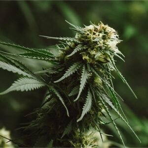 Kongzilla Seeds