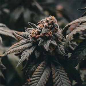 Kush Mints Seeds