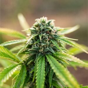 Lemon Cherry Gelato Seeds