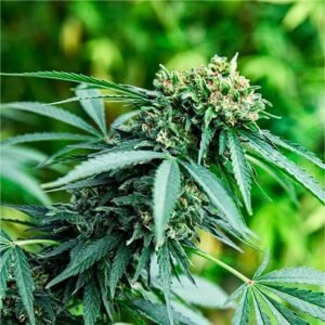 Rainbow Kush Seeds