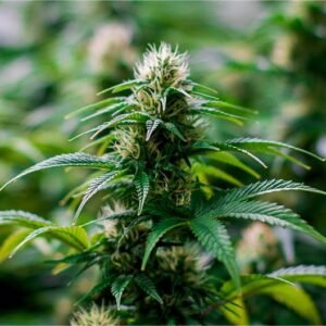 Lilac Diesel Seeds