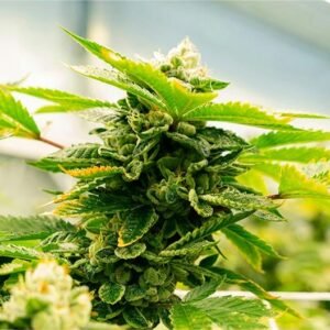 Red Dragon Seeds