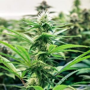 Space Cookies Seeds