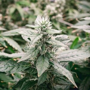 Strawberry Dream Seeds