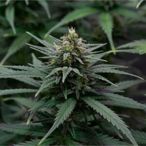 Tropical Punch Seeds