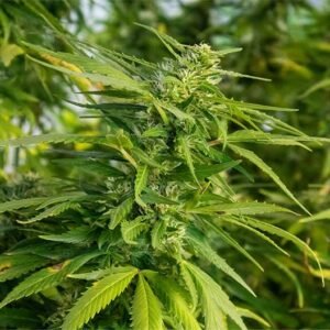 White Fire OG Seeds