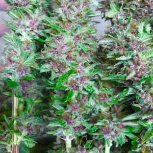 California Orange Auto