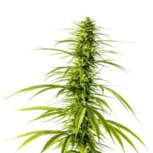 Blue Cookies Auto