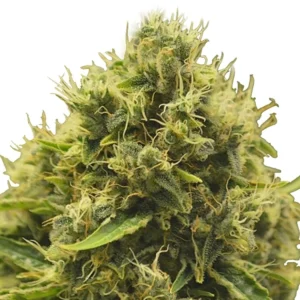Critical Mango CBD