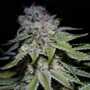 Chocolope Seeds