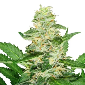 Girl Scout Cookies Seeds