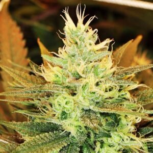 Golden Goat Seeds