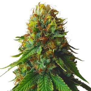 Green Crack Seeds