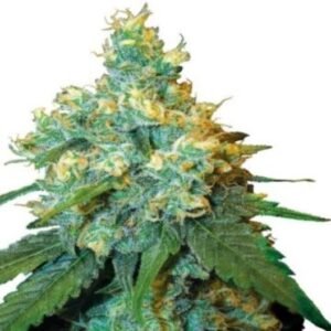 Key Lime Pie Auto