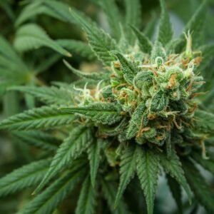 Auto OG Cheese Auto