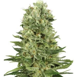 Northern Lights x Skunk Seeds