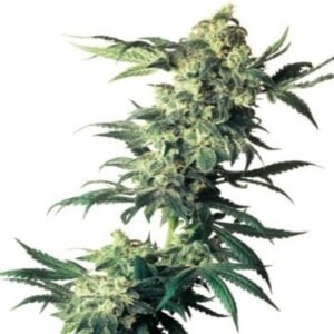 Cotton Candy Kush Seeds