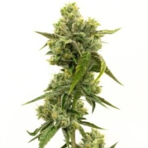 Deadhead OG Auto
