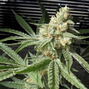 Pineapple Chunk Seeds