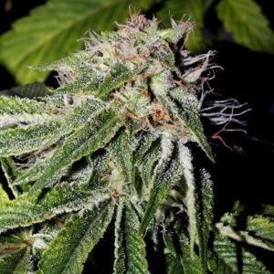 Pink Kush Seeds