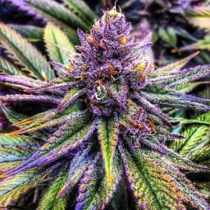 Purple Haze Seeds
