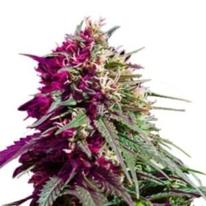 Red Eye OG Auto