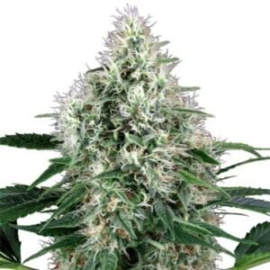 Frosty Auto