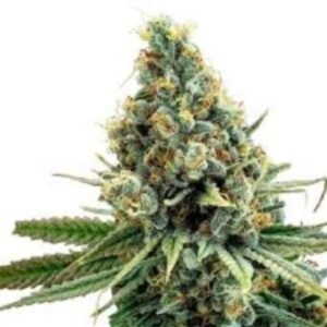 Pink Mango Auto